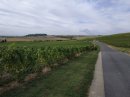Vignes de Sézanne